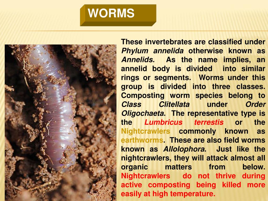 PPT VERMICULTURE PowerPoint Presentation, free download ID642278