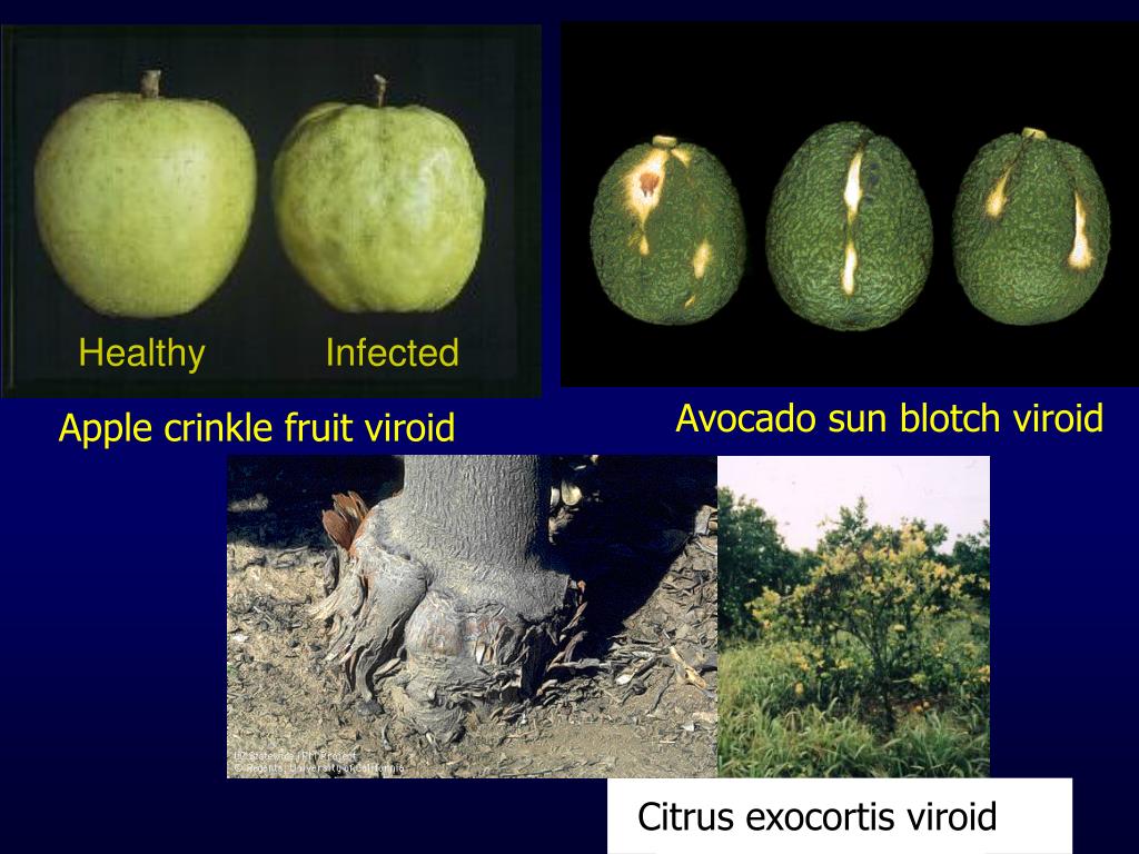 PPT Viroids PowerPoint Presentation, free download ID642630