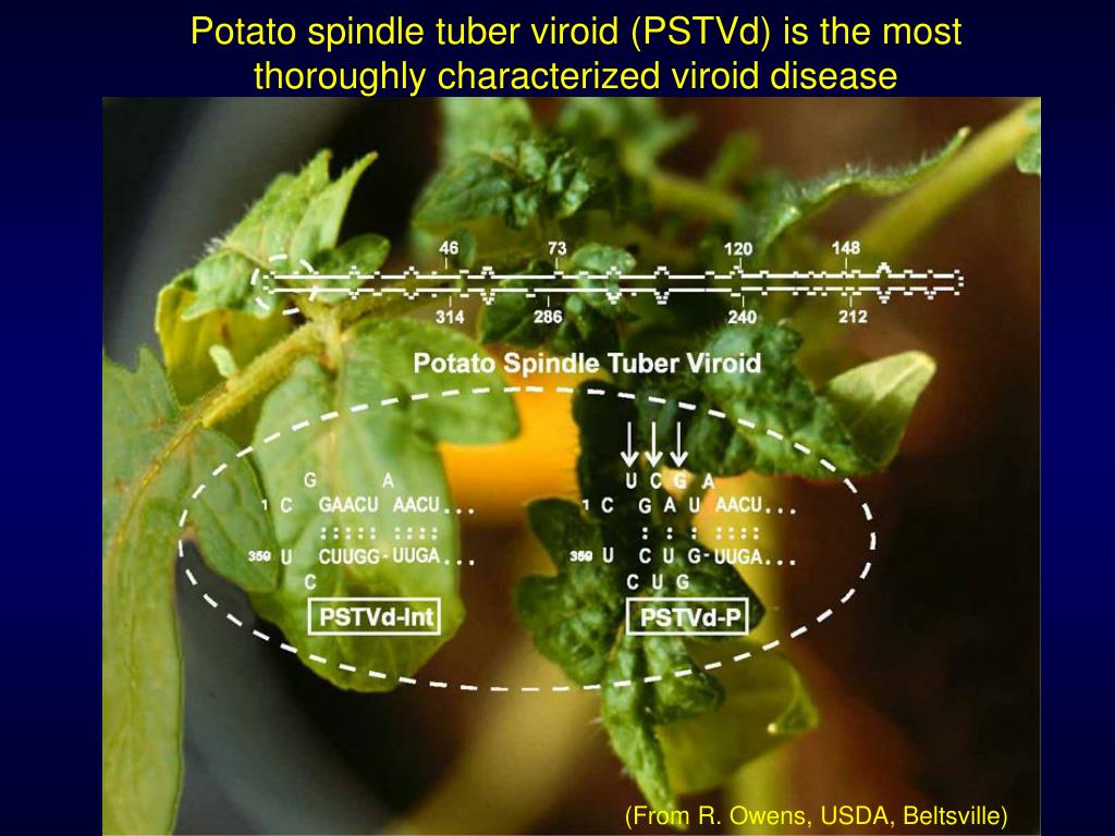 PPT Viroids PowerPoint Presentation, free download ID642630