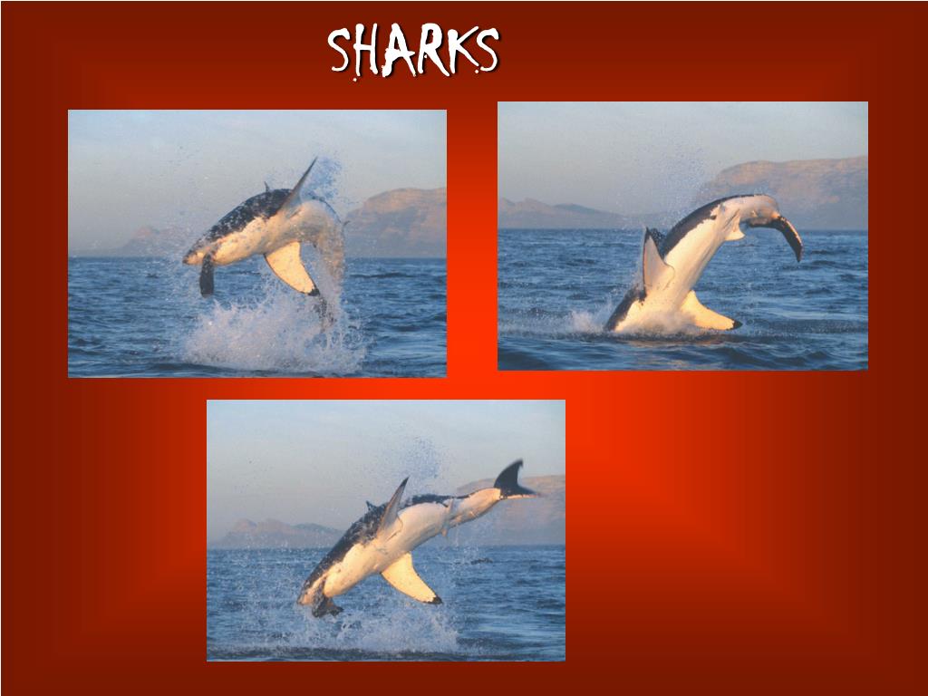 PPT SHARKS PowerPoint Presentation, free download ID642795