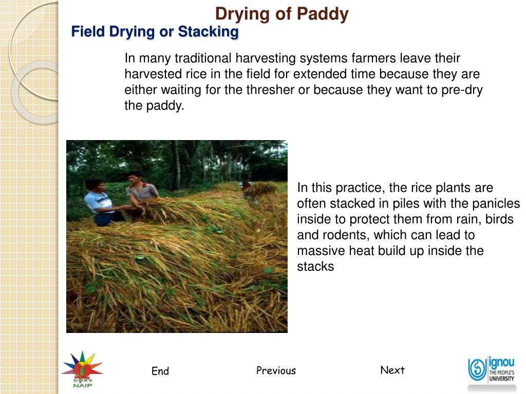 PPT Drying of Paddy PowerPoint Presentation, free download ID644203