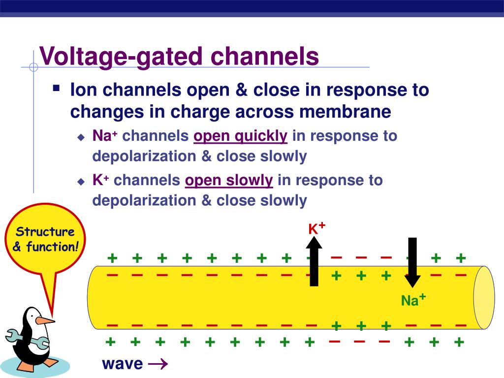 PPT Nervous System The Neuron and the Transmission of a