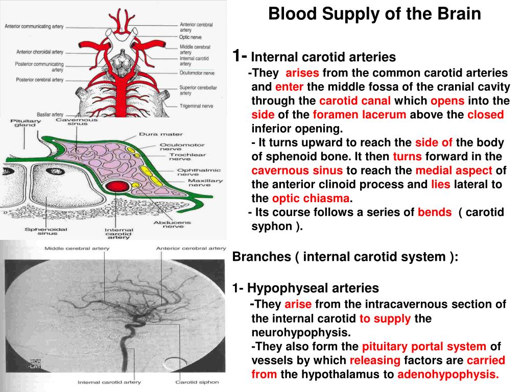 PPT Blood Supply of the Brain 1 Internal carotid arteries PowerPoint