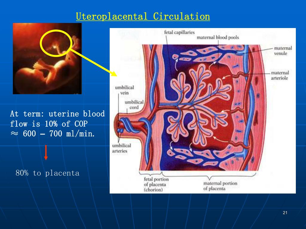 PPT Anesthetic Considerations of Physiological Changes During