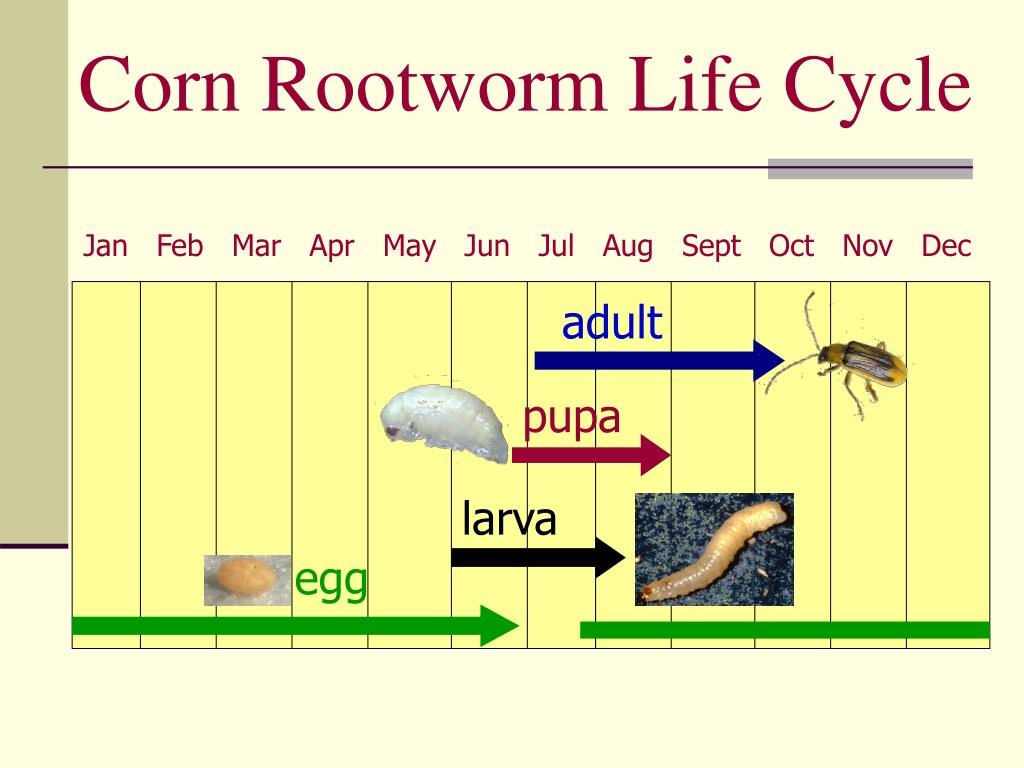 PPT Corn Rootworm Management Situation, Issues, and Options
