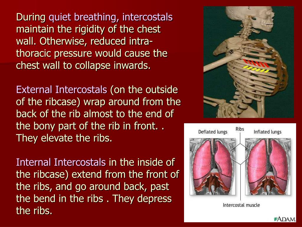PPT Ventilation the Mechanics of Breathing PowerPoint