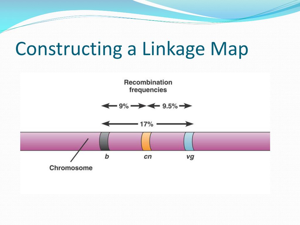 PPT Linkage Mapping PowerPoint Presentation, free download ID655753
