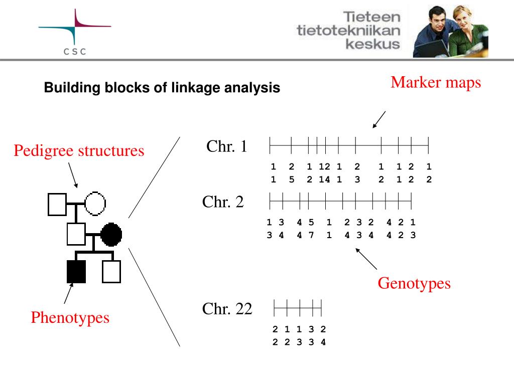 PPT Basics of Linkage Analysis PowerPoint Presentation, free download