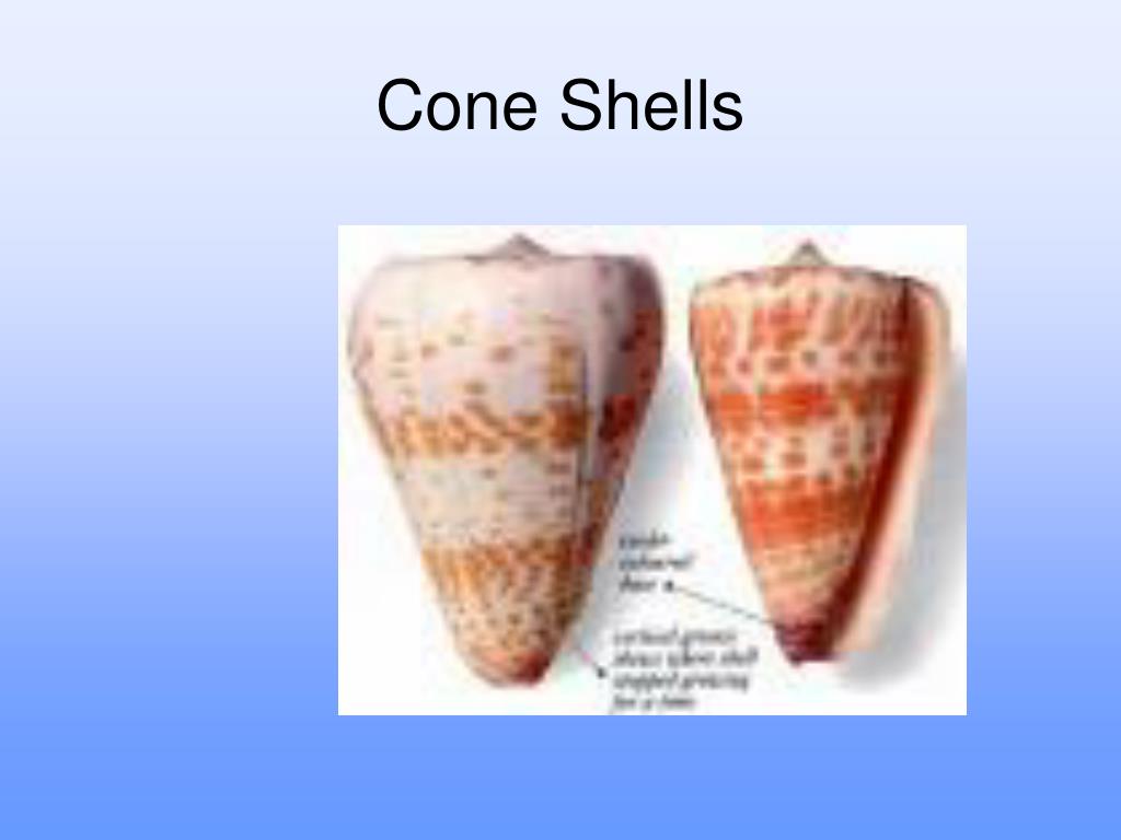 PPT Dangerous Marine Organisms PowerPoint Presentation, free download