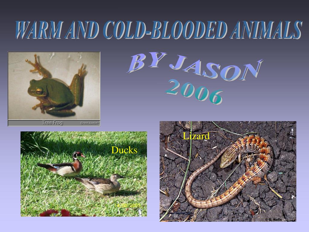 PPT WARM AND COLDBLOODED ANIMALS PowerPoint Presentation ID658240