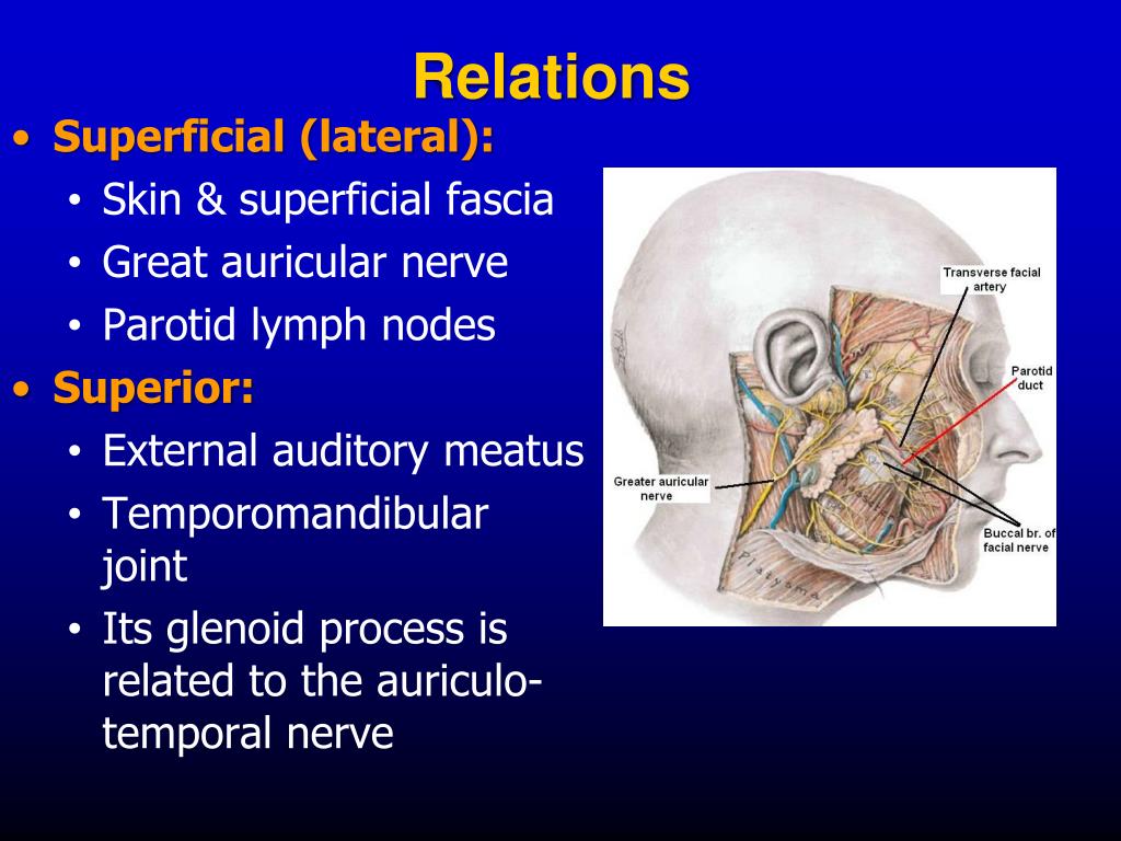PPT The Parotid Region PowerPoint Presentation, free download ID659390