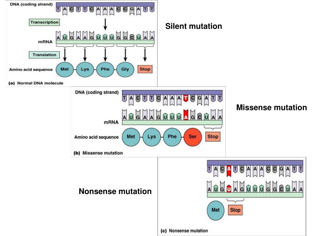 PPT Microbial Lectures PowerPoint Presentation, free