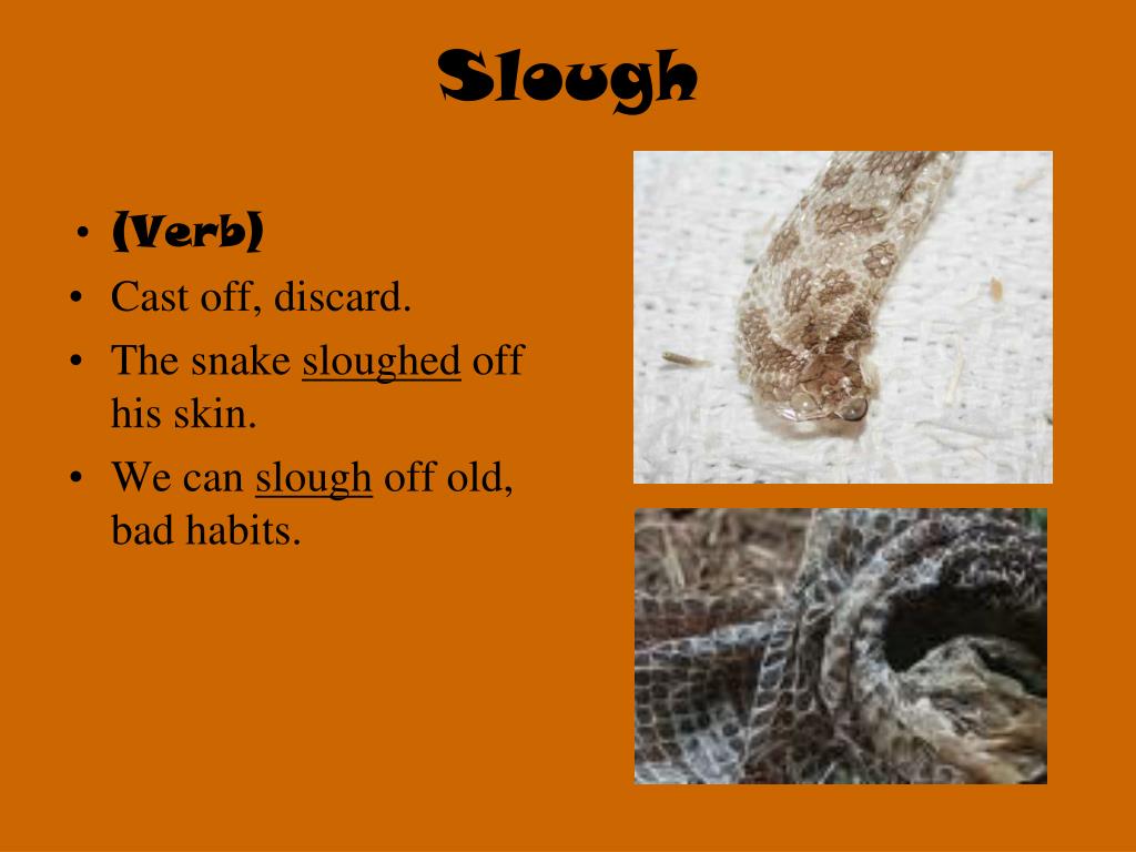 PPT Focus on the goal. Voc. Unit 8 Ms. B. Wulchak PowerPoint Presentation ID660754