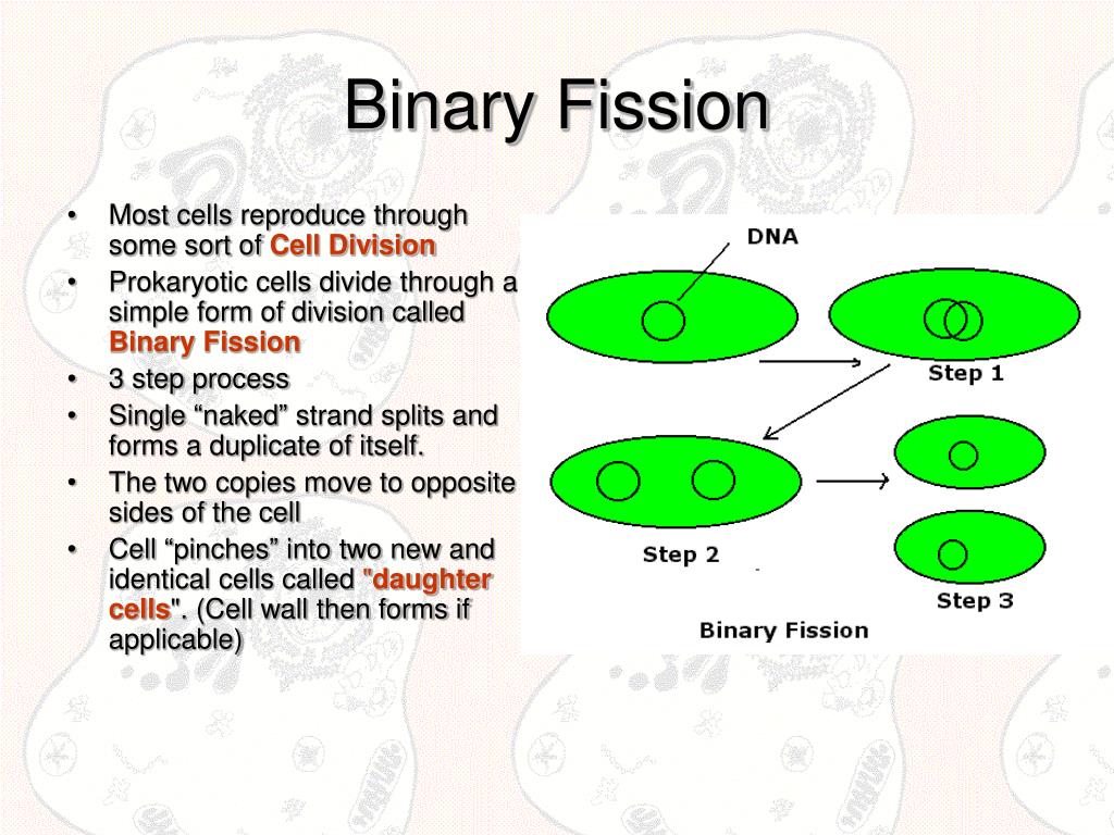 PPT Cell Division Binary Fission, Mitosis & Meiosis PowerPoint