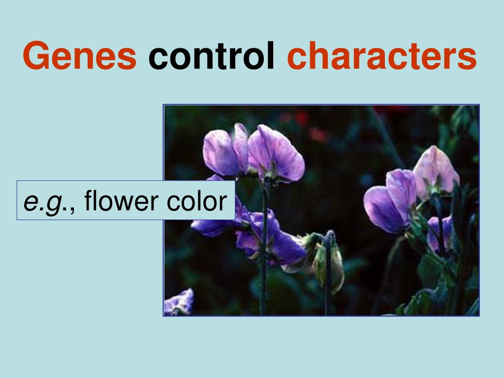 PPT Chapter 11 Basic PowerPoint Presentation, free