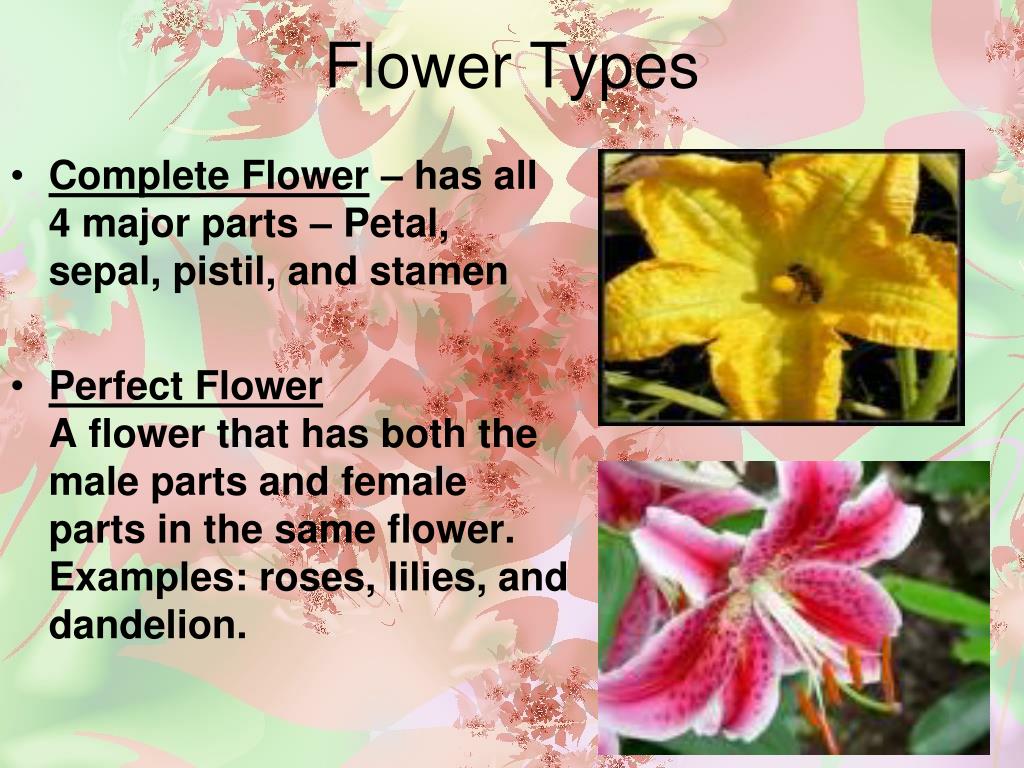 PPT Anatomy of Flower Parts PowerPoint Presentation, free download