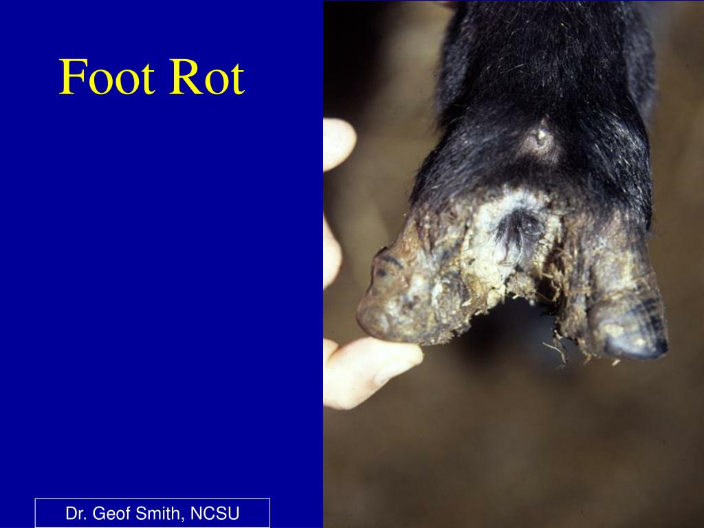 PPT Fescue Toxicosis, Footrot & Pinkeye PowerPoint Presentation ID