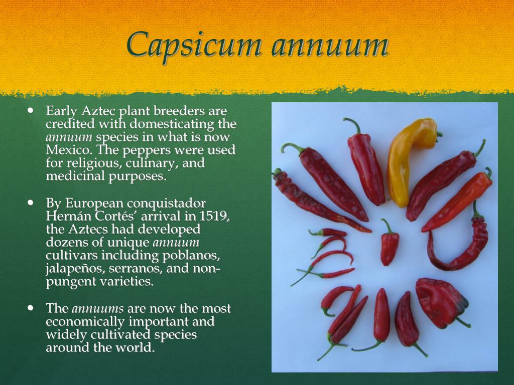 PPT A Pepper Primer PowerPoint Presentation, free download ID66435