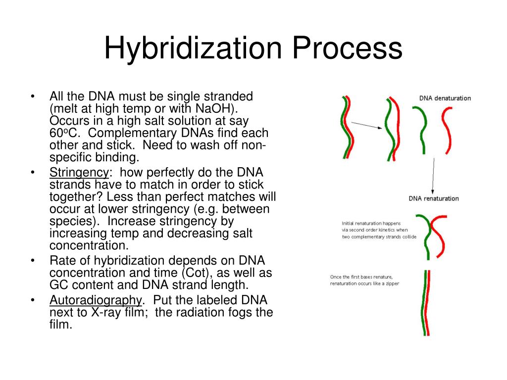 PPT DNA Technology PowerPoint Presentation, free download