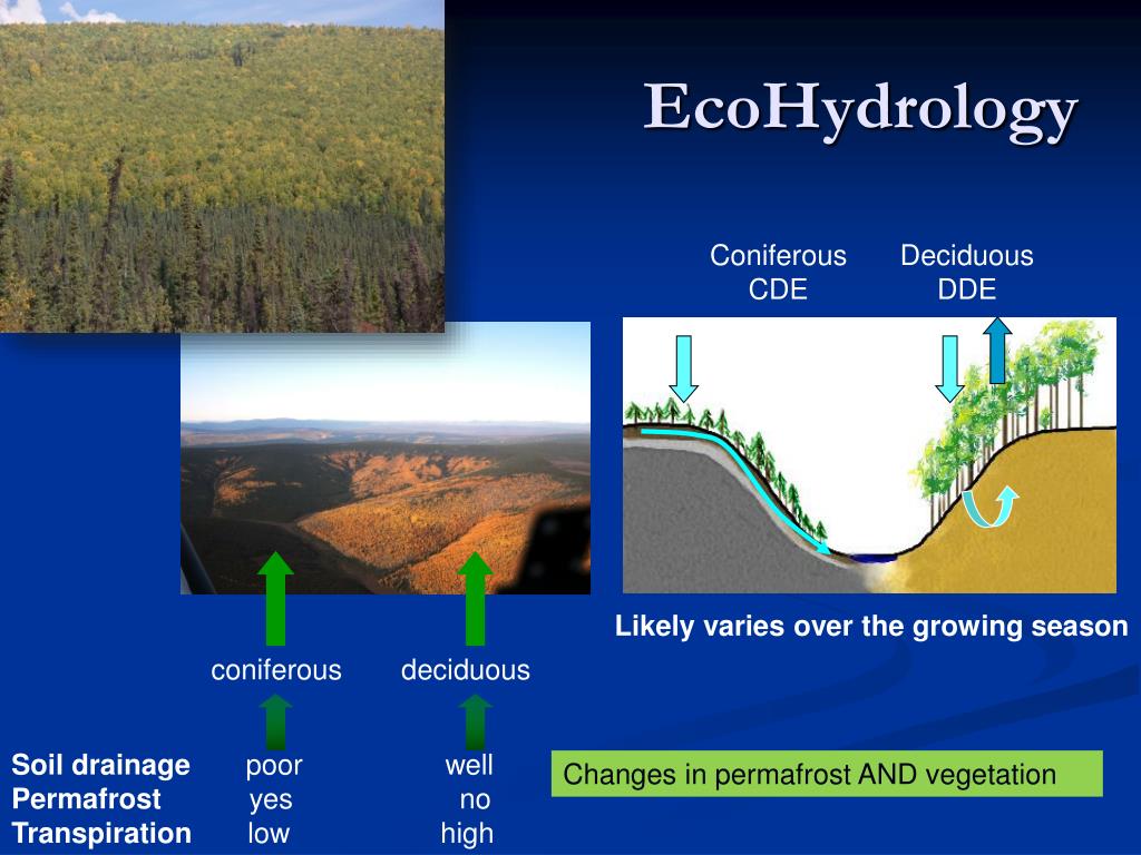 PPT Northern Ecohydrology PowerPoint Presentation, free download ID