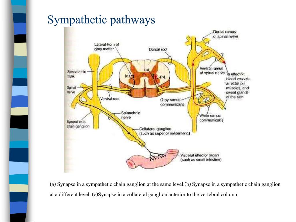 PPT Autonomic Nervous System (ANS) PowerPoint Presentation, free
