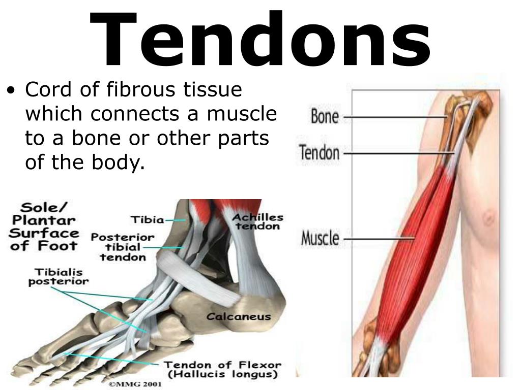 PPT 7th Grade Unit 5 The Structure and Function of Body Systems