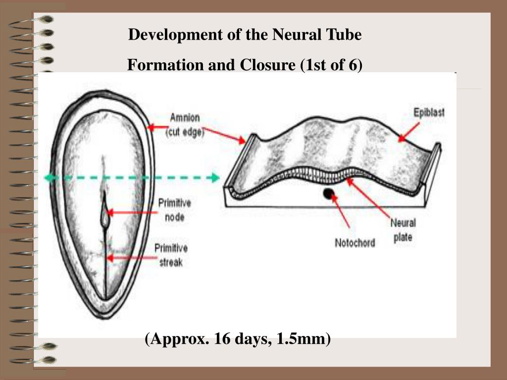 PPT Development of the Neural Tube Formation and Closure (1st of 6) PowerPoint Presentation