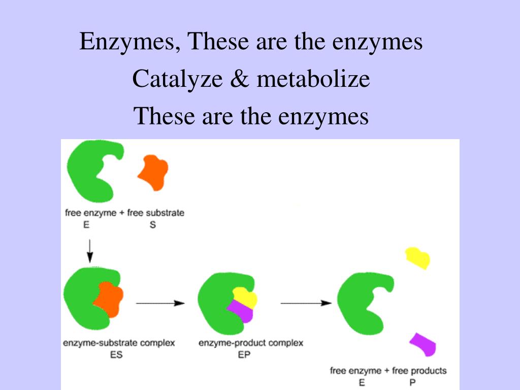 PPT Good Times With Enzymes PowerPoint Presentation, free download