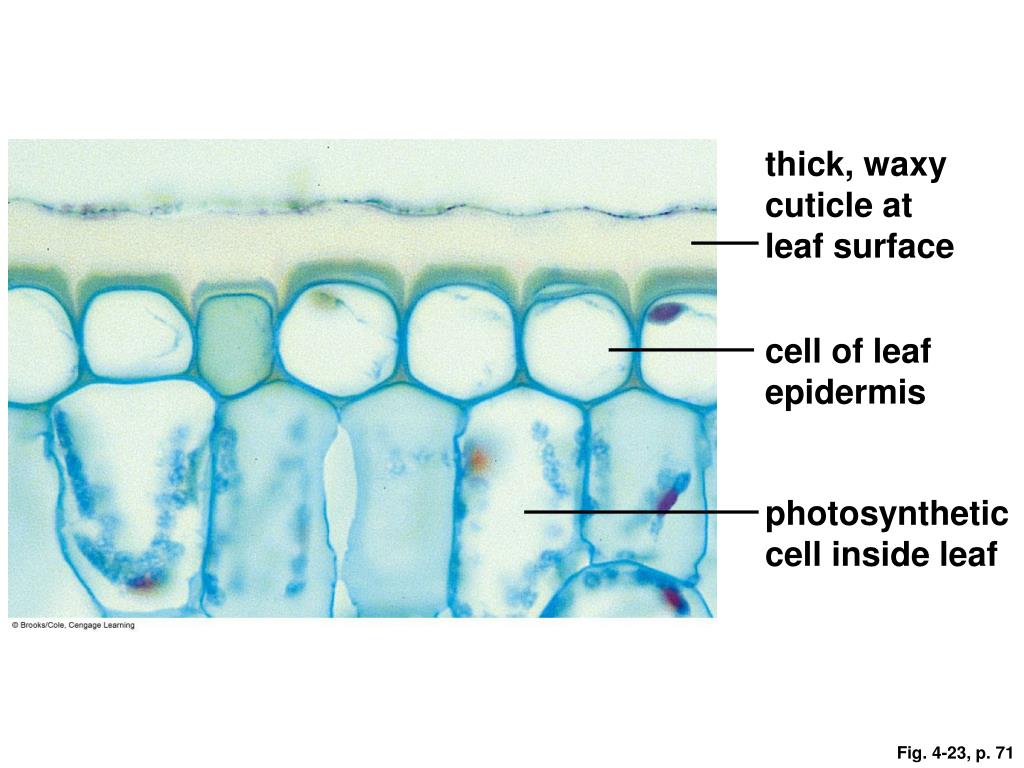 PPT Cell Structure and Function PowerPoint Presentation, free