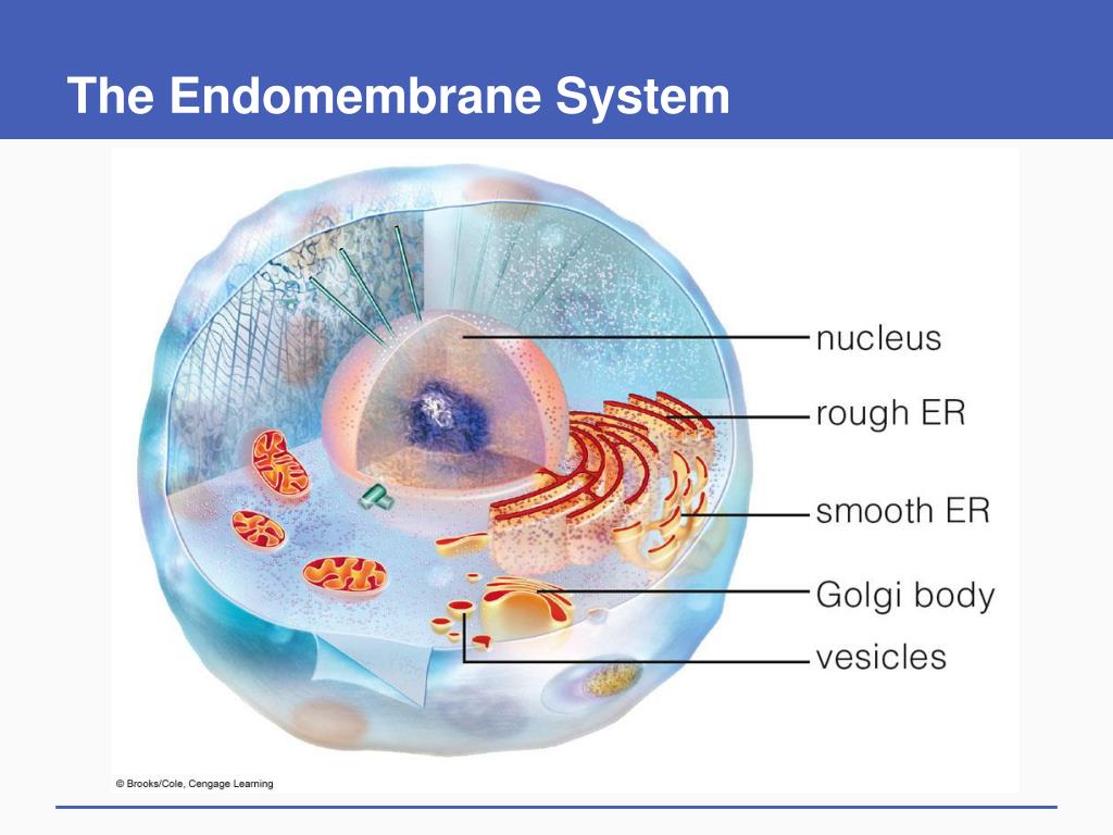 PPT Cell Structure and Function PowerPoint Presentation, free