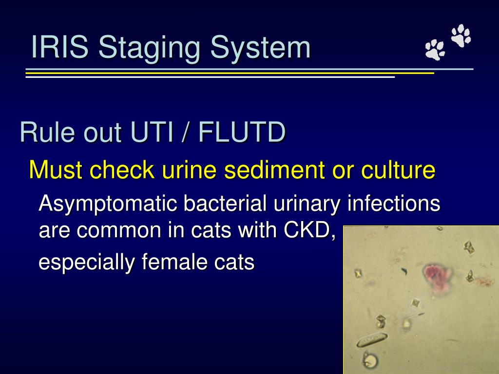 PPT Chronic Renal Failure in Cats Can we Halt the Decline