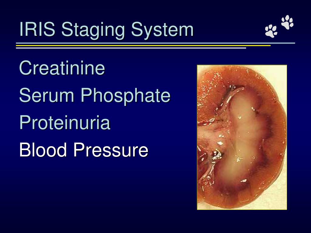 PPT Chronic Renal Failure in Cats Can we Halt the Decline