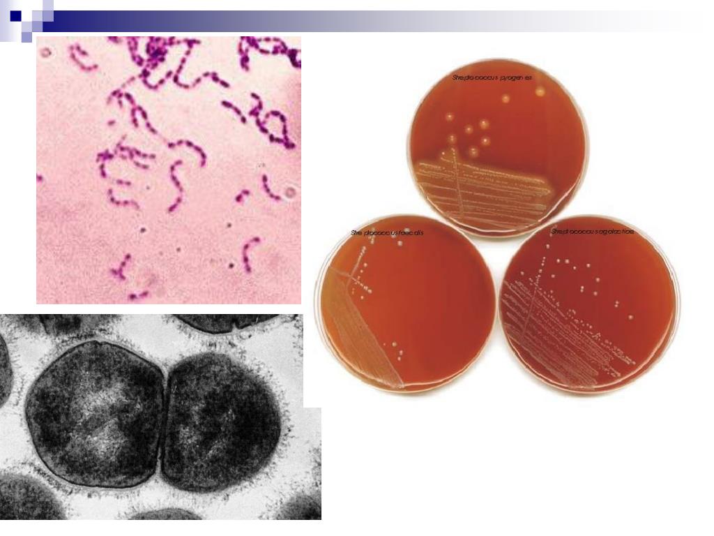 PPT Important human pathogens of Grampositive and Gramnegative cocci PowerPoint Presentation