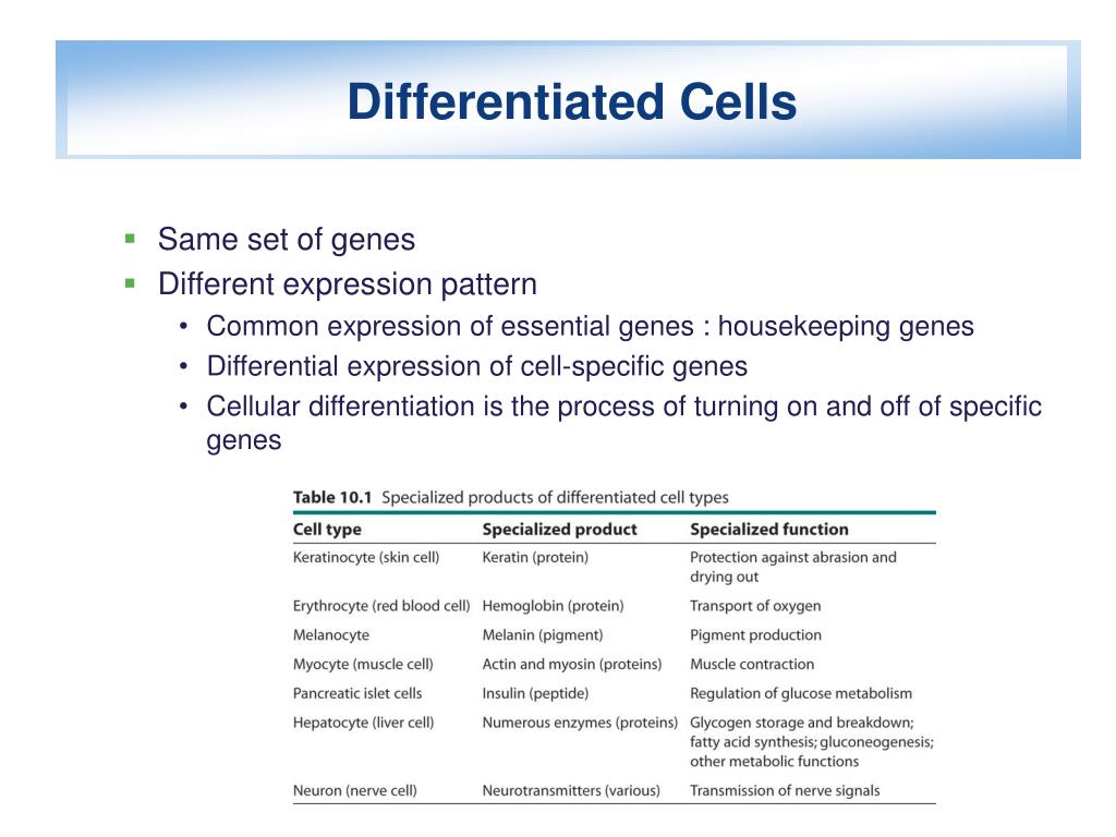 PPT Cells Differentiate PowerPoint Presentation, free download ID