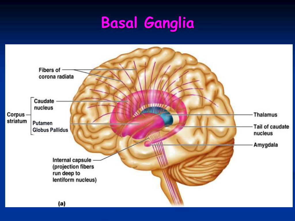PPT Basal Ganglia PowerPoint Presentation, free download ID688374