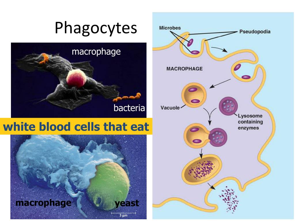 PPT Chapter 23 Immune System PowerPoint Presentation, free download