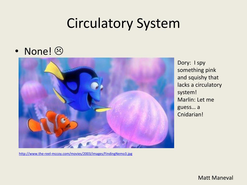 PPT Cnidaria (jellyfish/squishy and corals and anemones) PowerPoint