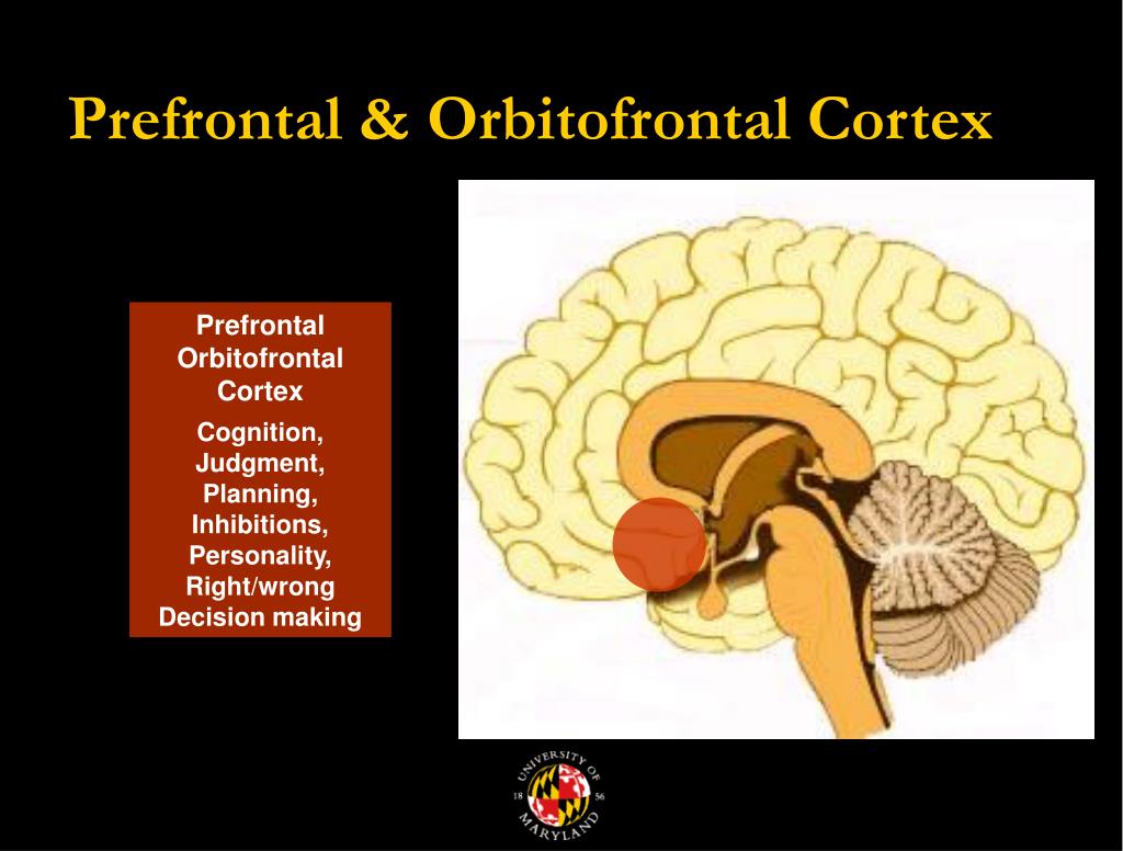 PPT - The Neurobiology of Addiction PowerPoint Presentation - ID:695340
