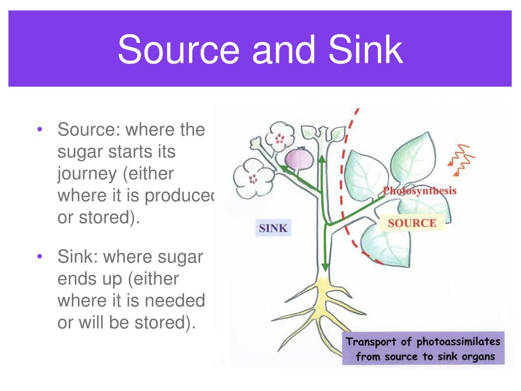 What Are Source Cells And Sink Cells PPT Plant Transport PowerPoint Presentation, free download ID698922