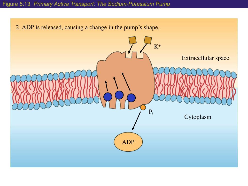 PPT In active transport, energy is used to move a solute against its