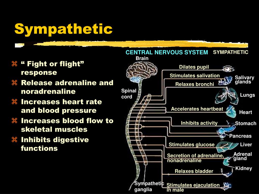 PPT The Nervous System PowerPoint Presentation, free download ID70577