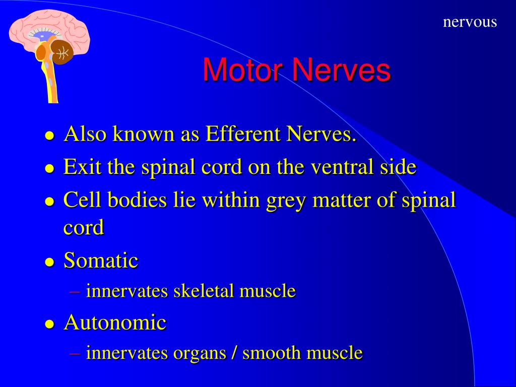 PPT The Nervous System PowerPoint Presentation, free download ID70592