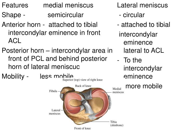 PPT Medial meniscus injury PowerPoint Presentation ID710861