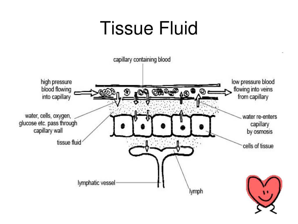 PPT Circulatory System of a Mammal PowerPoint Presentation, free download ID711662