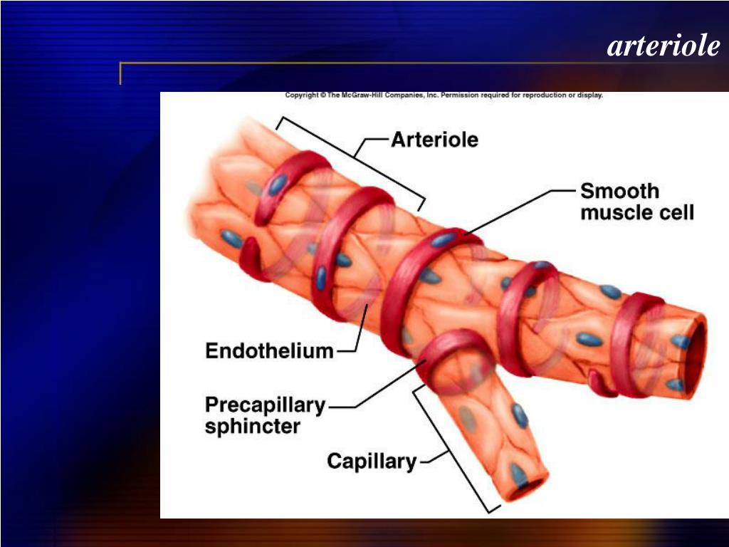 PPT - Lab Ex. 44 Blood Vessels PowerPoint Presentation, free download