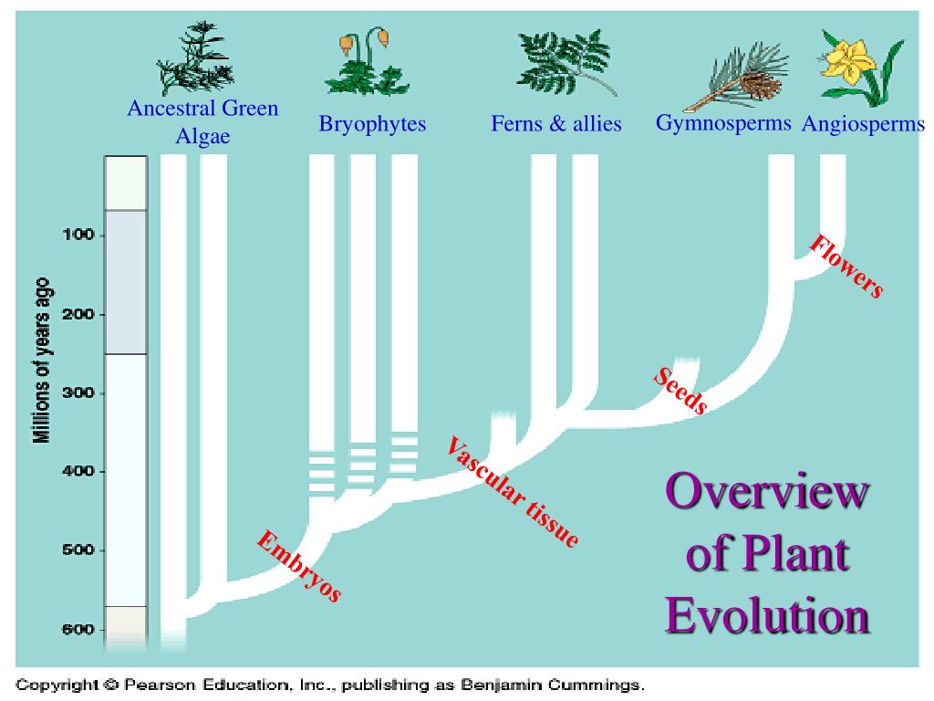 PPT Plant evolution PowerPoint Presentation, free download ID712304