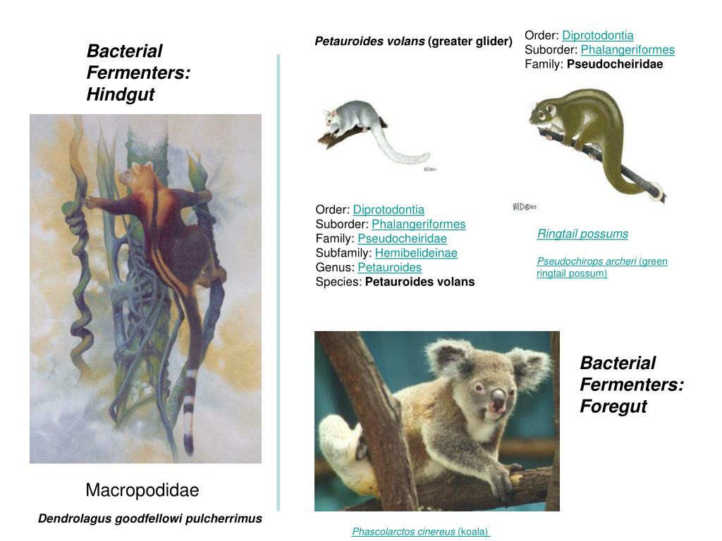 PPT Order Diprotodontia Suborder Phalangeriformes Family