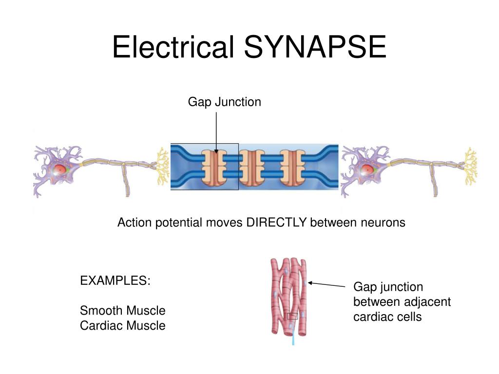 PPT Epilepsy & Membrane Potentials PowerPoint Presentation, free download ID716029