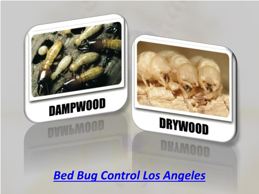 PPT Bed Bugs Los Angeles Exterminator PowerPoint Presentation, free