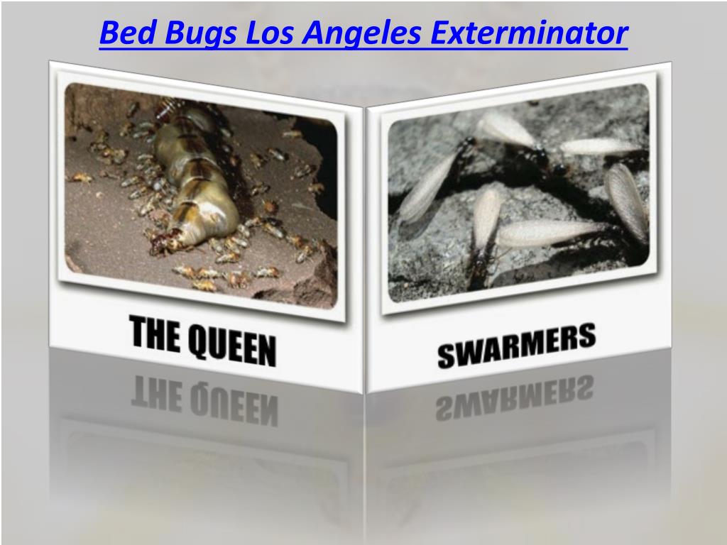 PPT Bed Bugs Los Angeles Exterminator PowerPoint Presentation, free